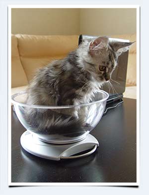 фото сколько весит котенок мэнкун мейнкуны питомник города саратова